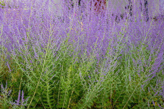 Selective focus purple blue spire flowers in the garden with warm sunlight, Salvia yangii or Perovskia atriplicifolia is a flowering herbaceous perennial plant and subshrub, Natural floral background.