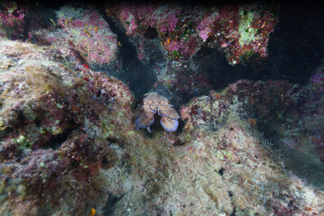 coral reef with lobster © Evgenios