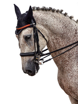 A grey fleabitten Appaloosa horse shows a side view of its head. The horse has a braided mane and wears a fly mask bonnet. The background is white, highlighting its features.