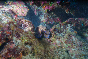 coral reef with lobster © Evgenios