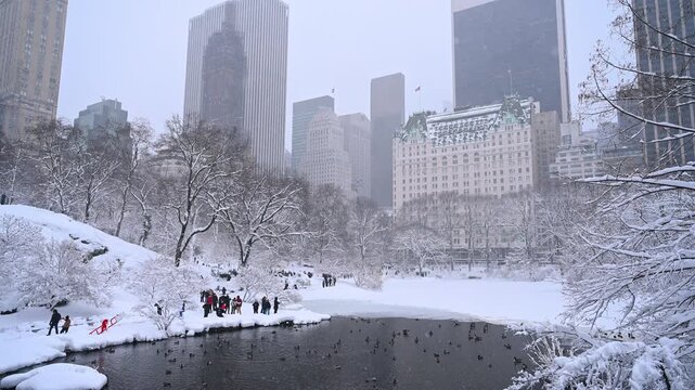 Pond in Central Park with numerous wild ducks. People walk in the park in winter and feed the birds.