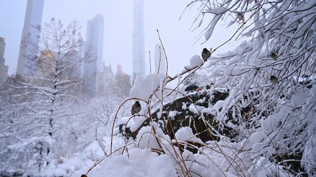 Sparrows sit on the thin branches covered with thick fluffy snow. Multiple ducks swim on the pond in Central Park in winter.