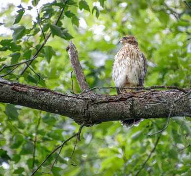juvenile cooper's hawk Astur cooperii on branch with dawn in beak bill details