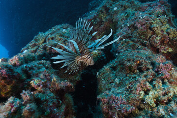lionfish © Evgenios