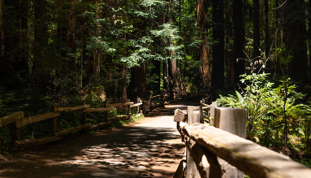 Redwood Forest Hiking Trail With Wooden Fence in Muir Woods