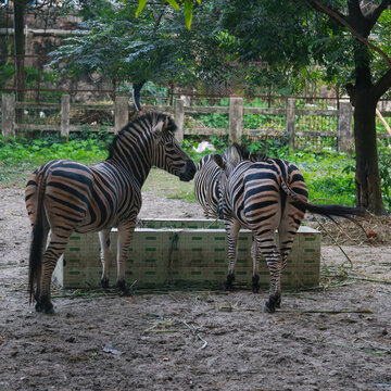 Plains zebras standing by a concrete feeding.