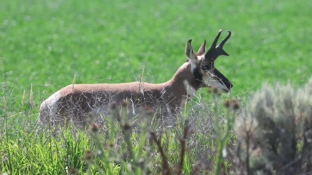 A pronghorn buck (Antilocapra americana) shakes his head at flies in a Modoc County, California hay field, then turns to look at the camera.
