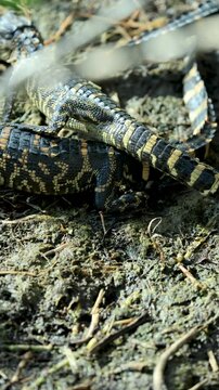 Silly Baby American Alligators Being Cute Stepping on Little Face 