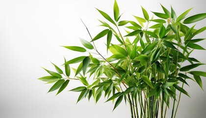 Fototapeta premium Ultra Realistic Realistic Bamboo Plant With Fresh Green Leaves And Natural Botanical Texture Isolated On White Background