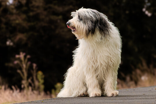 portrait of an old English sheepdog