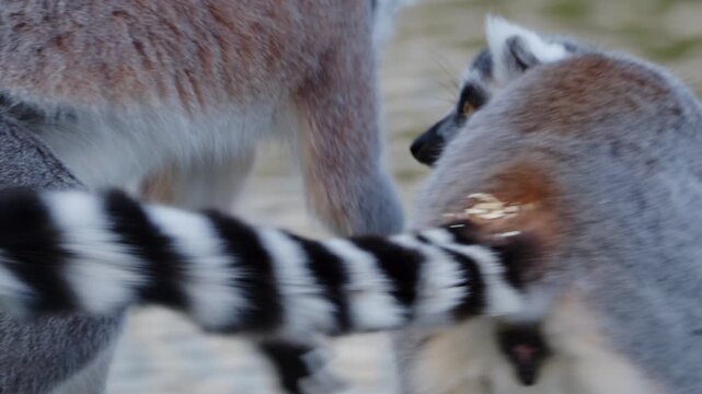Leopard lemurs interact in natural habitat. Farming in Lincolnshire