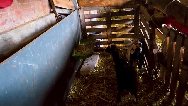 Cute energetic young lamb jumping playfully against wooden partition in rustic farm barn interior, funny domestic baby sheep active lifestyle animal behavior livestock agriculture slow motion