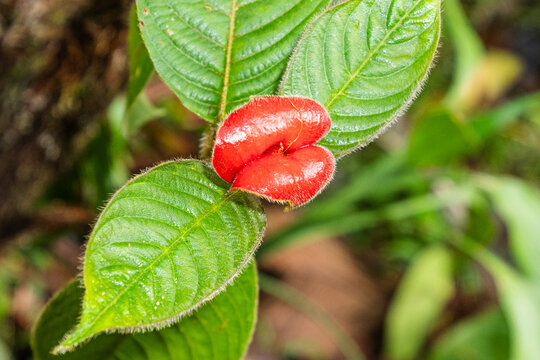 Close up of  "Hot Lips" plant or or "Hooker's Lips"  (Psychotria Poeppigiana or Palicourea Tomentosa wild shrub ). Native to the tropical rainforests of Central and South America