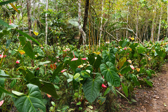 Tropical aroid vegetation and Anthurium plants at Jardin Botanico El Gato, near Gualaquiza, Morona Santiago province, Ecuadorian Amazon