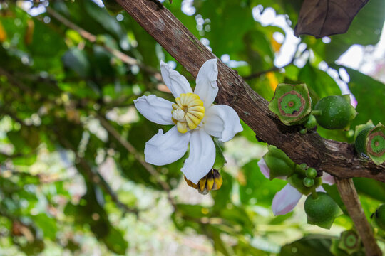 The flower of the Bellucia pentamera plant. This plant is commonly known as Coronillo or Guayabo de Mico (Monkey Flower) and is native to Central and South America. It typically grows as a small tree 