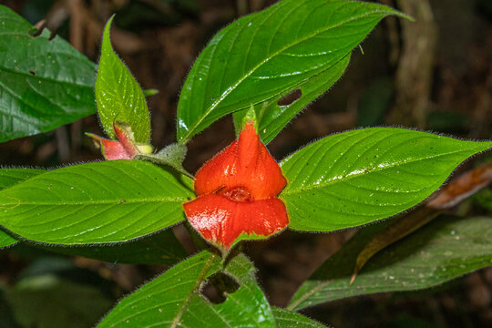 Close up of  "Hot Lips" plant or or "Hooker's Lips"  (Psychotria Poeppigiana or Palicourea Tomentosa wild shrub ). Native to the tropical rainforests of Central and South America