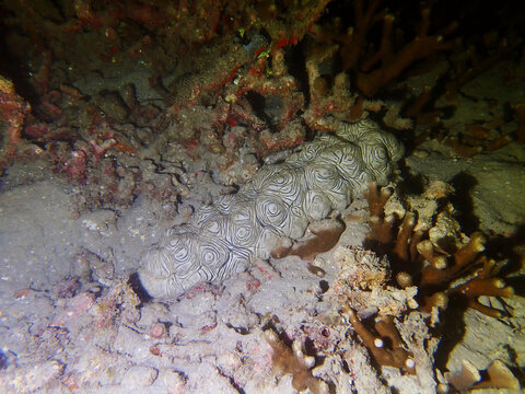 underwater view of Tioman Island