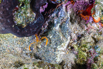 octopus on the sea © Evgenios