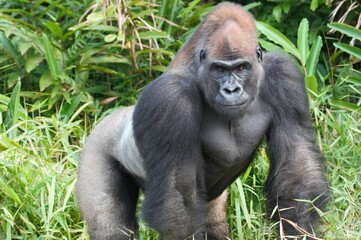 Naklejka premium Male Western gorilla 