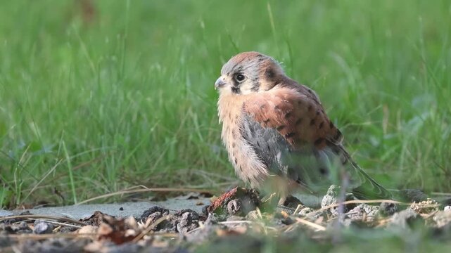 A male fledgling American kestrel (Falco sparverius) stands alert on the ground and scans for insects in dappled light in a Lassen County, California backyard.