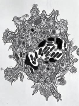 Scanning Electron Micrograph of Immune Cell Engulfing Rod Shaped Bacteria