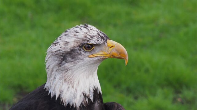 White-headed eagle stares ahead, sharp eye focused