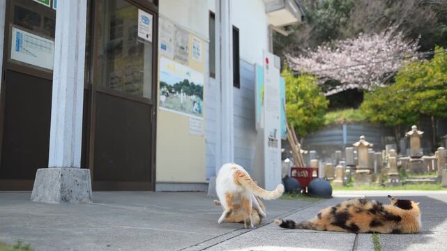取っ組み合いをする猫の親子と、我関せずの三毛猫 （岡山県笠岡市六島, 2026年4月）