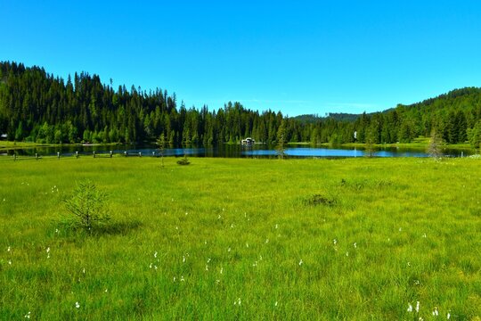 View of raised bog and Prebersee moor lake with a forest at the lake far side in Lungau, Niedere Tauern, Austria