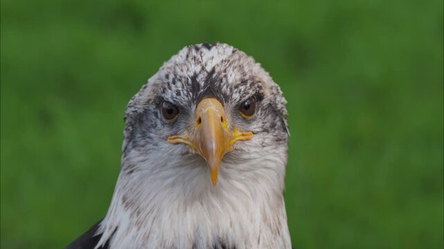 Eagle's head, sharp gaze, yellow beak, white and grey feathers