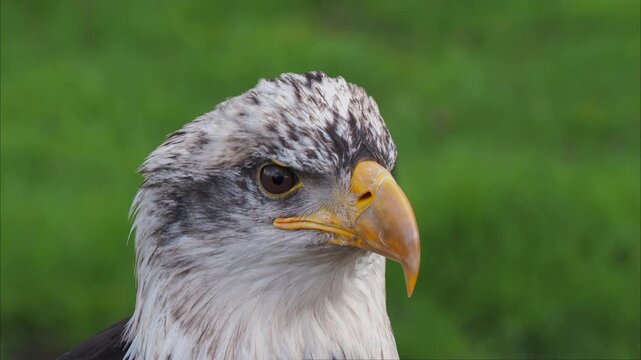 Eagle's head turns slightly left