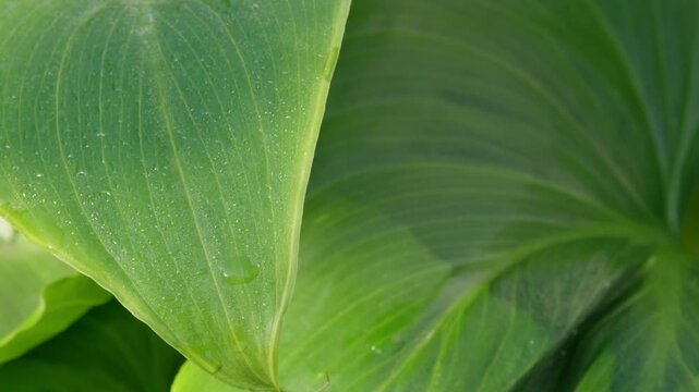 Green sunlit tropical leave. Lilly plant with morning dew.