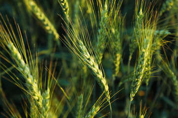 Obraz premium Beautiful ripening wheat spikes in field, closeup