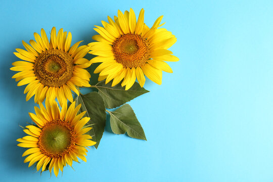 Beautiful bright sunflowers on light blue background, flat lay. Space for text