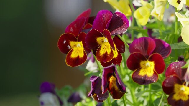 Close up of Viola plants in hanging basket in springtime. Warming sunlight
