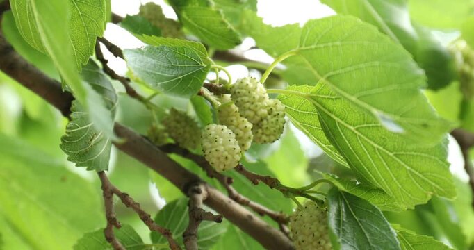 Tree branch with unripe mulberries and green leaves outdoors, closeup. Camera moving in