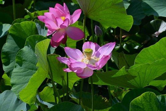 Lotus flowers. A seasonal background image. A quintessential feature of summer, they slowly bloom from the break of dawn, revealing an ethereal beauty.