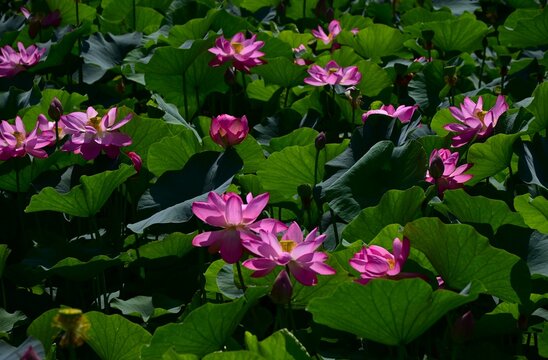 Lotus flowers. A seasonal background image. A quintessential feature of summer, they slowly bloom from the break of dawn, revealing an ethereal beauty.