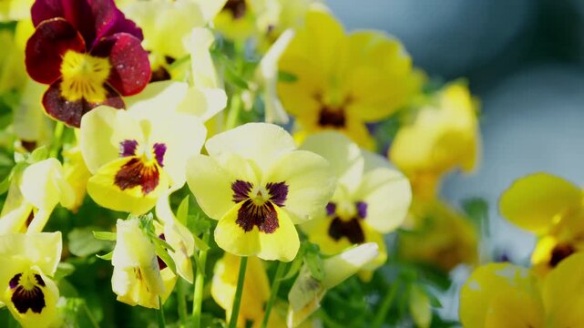 Close up of Viola plants in hanging basket in springtime. Warming sunlight