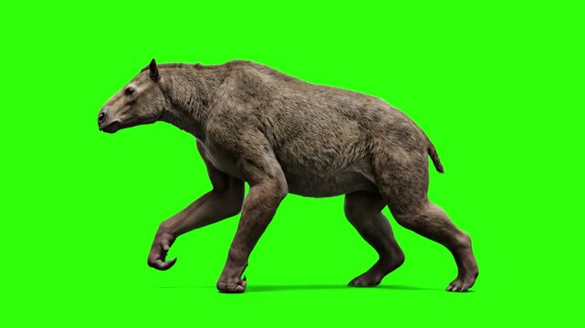 A detailed 3D rendering of the ancient knuckle-walking mammal Chalicotherium executing a walk cycle against a chroma key green backdrop. Perfect for Cenozoic era documentaries, prehistoric nature scen