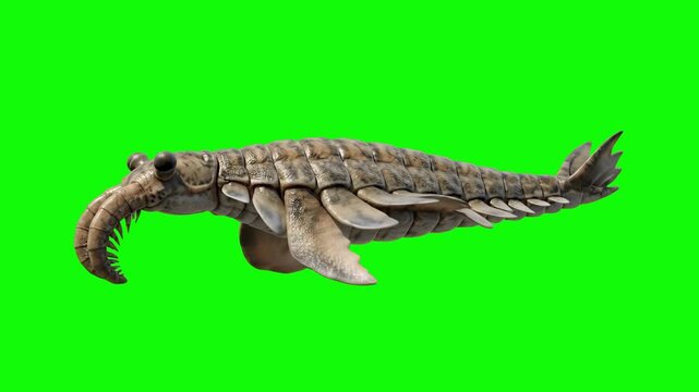 A detailed 3D model of the prehistoric Cambrian predator Anomalocaris swimming forward, isolated on a solid green chroma key background. Perfect for paleontology documentaries, science evolution anima