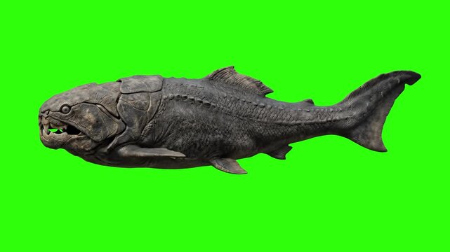 A realistic 3D model of the giant prehistoric armored fish Dunkleosteus swimming forward, isolated on a chroma key green screen background. Great for devonian ocean documentaries, paleontology videos,