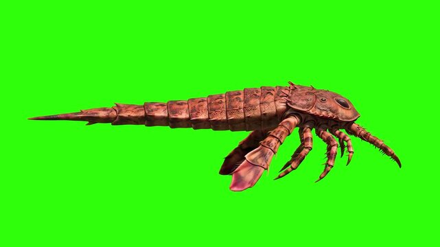 A detailed 3D animation of an ancient eurypterid sea scorpion swimming against a chroma key green background. Perfect for scientific visualizations, evolutionary history projects, and paleontology doc