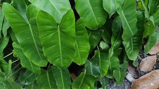 Close Up of Green Elephant Ear Leaves in Tropical Garden