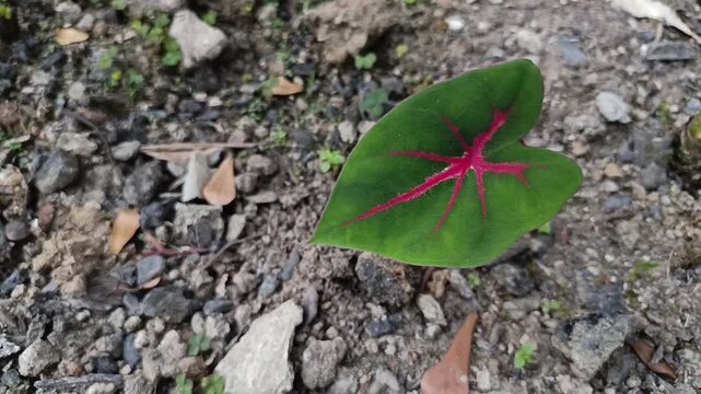 Young Red Caladium Leaf Growing on Garden Soil