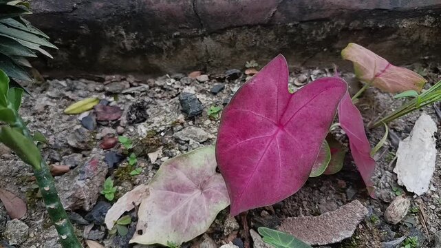 Pink Caladium Leaf Growing Naturally in Tropical Garden