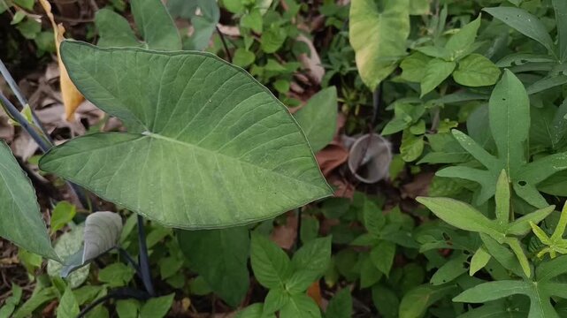 Green Elephant Ear Leaf Swaying Gently in Tropical Garden Close Up