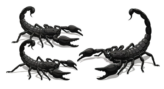 Black scorpions standing side by side.