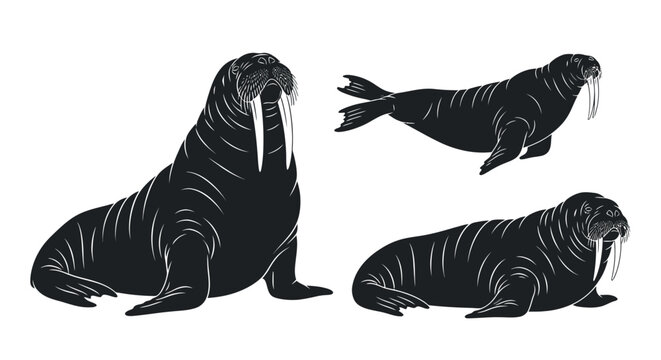 Black walrus mammals in various poses.