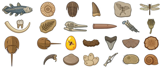 Collection of Ancient Fossils and Prehistoric Remains © Hidan
