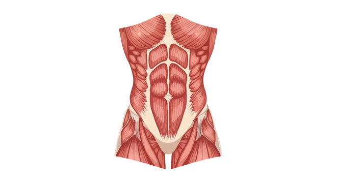 Human core abdominal and chest muscle anatomy